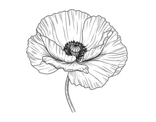 Intricate line drawing of a poppy flower, showcasing delicate petals and stem