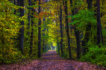 path in green forest