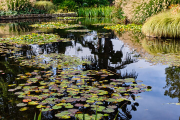 The Lily Pond is one of the nicest spots in the Royal Tasmanian Botanical Gardens - Hobart, Victoria, Australia