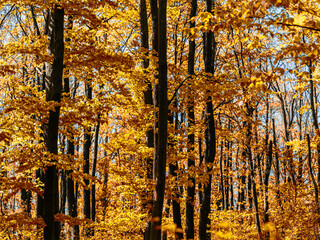 colorful autumn forest