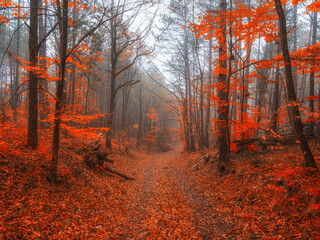 colorful autumn forest in the mist
