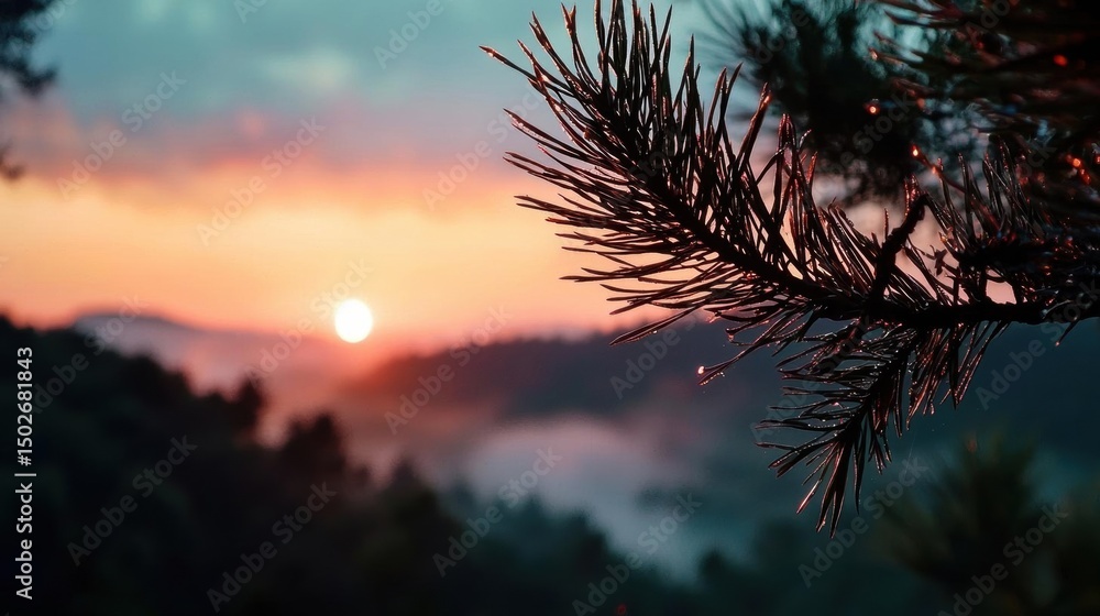 Poster close-up of a pine tree branch with the sun setting in the background. the sun is partially hidden b
