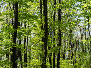 green forest in spring time