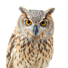 Obraz premium Portrait of a majestic great horned eagle owl with piercing yellow eyes, a powerful bird of prey in wild nature, watching its prey