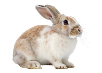 Obraz premium Rabbit isolated on white background