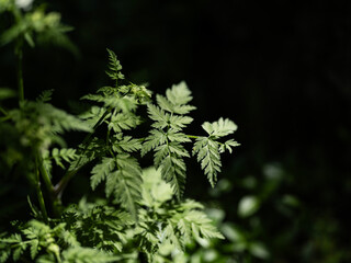 green plant in the forest