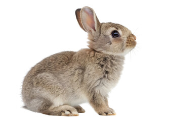 Obraz premium Rabbit isolated on white background