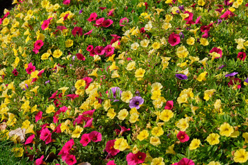 Blooming Seaside petunia in the Royal Tasmanian Botanical Gardens - Hobart, Tasmania, Australia