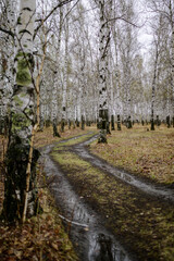 road in the autumn birch forest 