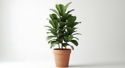 Obraz premium Potted fiddle leaf fig indoor plant