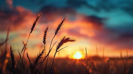 Naklejka premium Beautiful landscape photograph of a field of tall grass at sunset. the sky is filled with vibrant colors of orange, yellow, and blue, with the sun setting in the background.