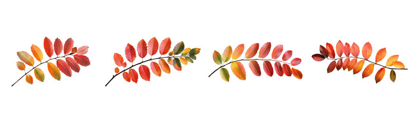 autumn leaves branches, isolated on white background
