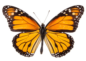 Fototapeta premium Butterfly on white background