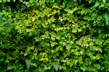 Fototapeta premium Ivy Wallpaper