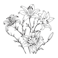 Minimalist lily flower outline drawing clean design