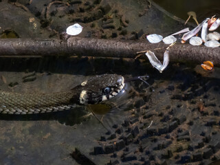 Black grass snake (Natrix natrix) in the pond among water vegetation in sunlight. Focus on eye,...