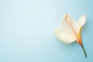 Obraz premium Delicate pale cream flower on light pastel blue background