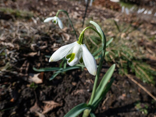 Snowdrop (Galanthus) 'Ophelia' flowering with double flowers have white outer segments and a tight,...