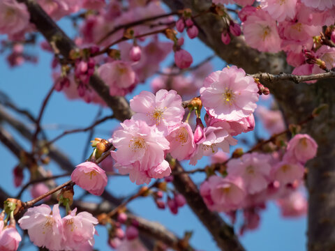 Cherry blossom or japanese pink sakura flowering with pink flowers in spring - Powered by Adobe
