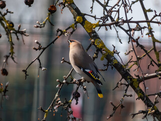 Bohemian waxwing (Bombycilla garrulus) with grey plumage, black markings, pointed crest sitting on...