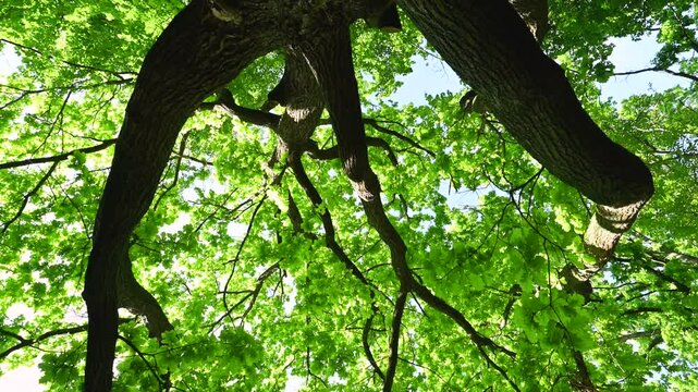 video of oak foliage