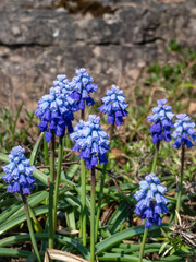 Obraz premium Chalus grape hyacinth (Muscari pseudomuscari) with flopping, narrow, grey-green leaves and mid-blue, tubular flowers in racemes in spring
