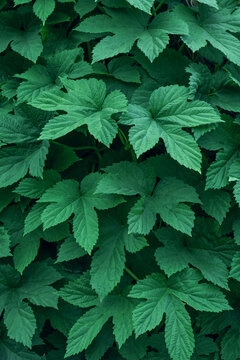 Dense foliage of Japanese hops in a lush natural setting.