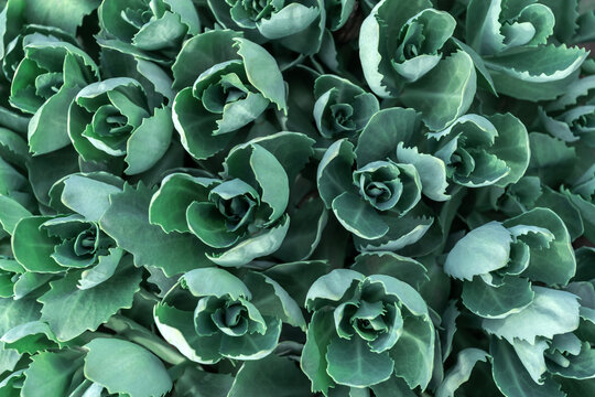 Lush greenery of Sedum rosettes in natural light