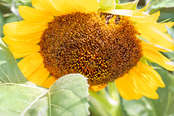  Sunflower flower. Helianthus annuus. Agricultural background, copy space, selective focus, close...