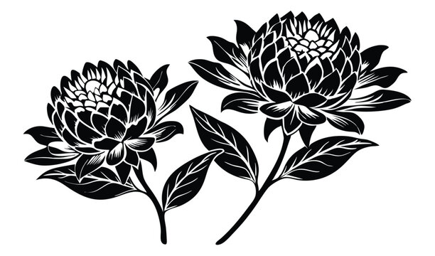 Bold telopea and waratah flowers australian floral design