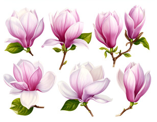 Obraz premium Delicate and Romantic Set of Magnolia Flower