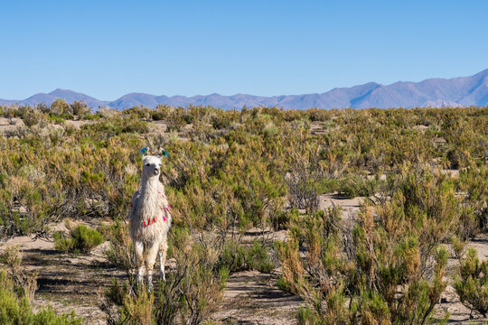 Llama roaming in the Altiplano Andino of Argentina