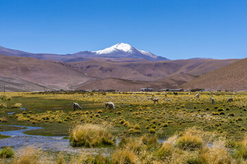 Llamas grazing in Andean Altiplano with snowy mountain backdrop