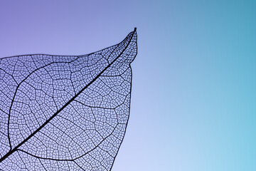 Detailed leaf skeleton against gradient backdrop