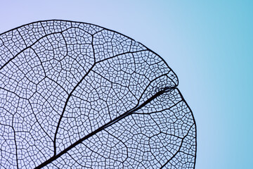 Intricate textures of a leaf skeleton on a soft gradient