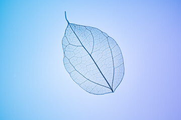 Delicate leaf skeleton on a blue gradient background