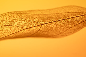 Detailed close-up of leaf skeleton texture in orange