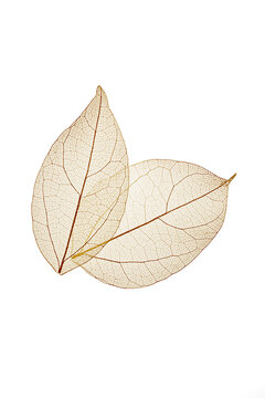 Skeleton texture of delicate leaves on white