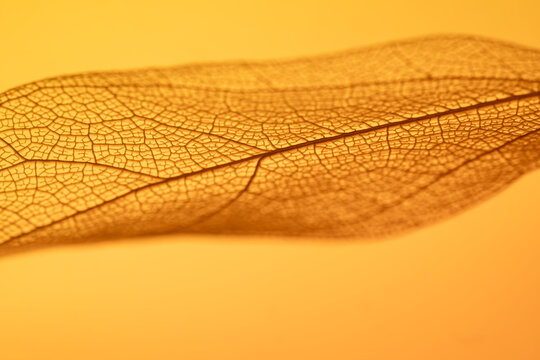 Detailed close-up of leaf skeleton texture in orange