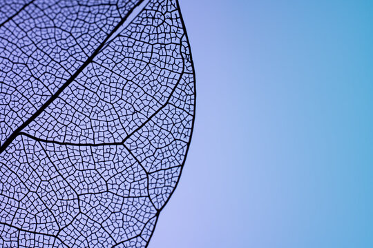 Intricate leaf skeleton pattern on a blue background