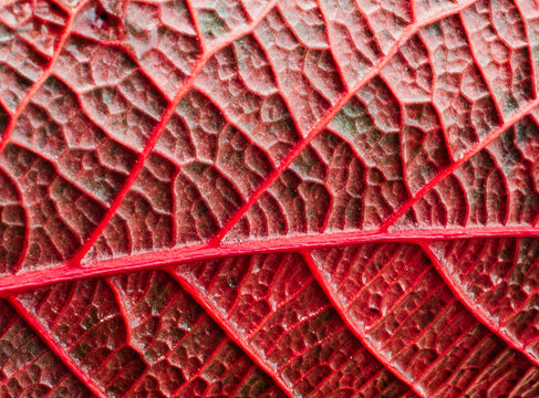 Detailed macro view of a vibrant red leaf texture