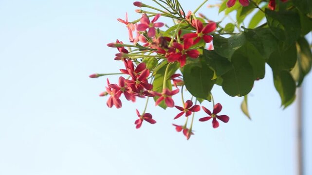 beautiful ragoon creeper flower blooming and wind blowing, (Madhumalati Vine) Combretum indicum known as the Rangoon creeper vine with red flower clusters beautiful flowers Blooming in summer season
