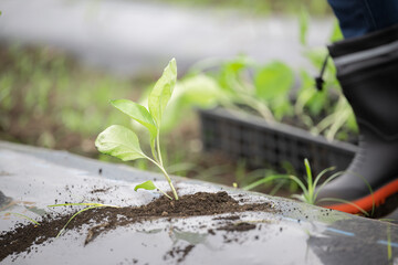 畑の新芽が揺れる　農家や農業のイメージ
