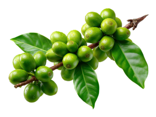 Green Coffee Beans on Branch: A vibrant image showcasing a branch laden with clusters of unroasted green coffee beans, still attached to the plant, alongside lush green leaves.