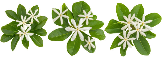 Beautiful white flowers with green leaves create serene and fresh atmosphere, perfect for nature lovers