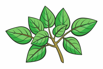 green leaves isolated on white