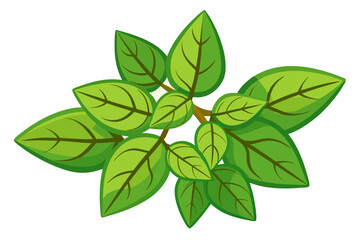 green leaves isolated on white background