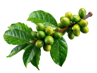 Fresh Coffee Cherries: A close-up view reveals a vibrant coffee branch laden with fresh, green coffee cherries and lush leaves.