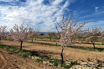 Amandiers en fleur. Andalousie. Espagne.