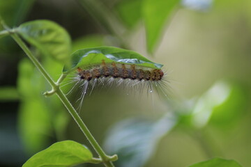  Caterpillars Crawling on Leaf Stems